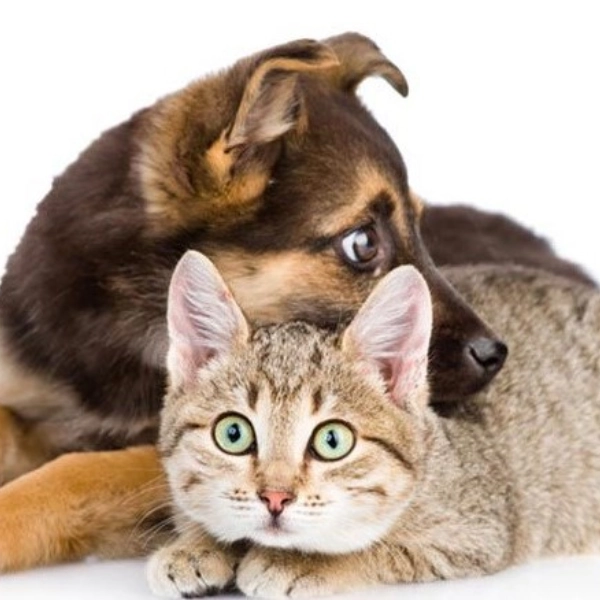 Seguro de Mascotas - Perro y gato tumbados juntos